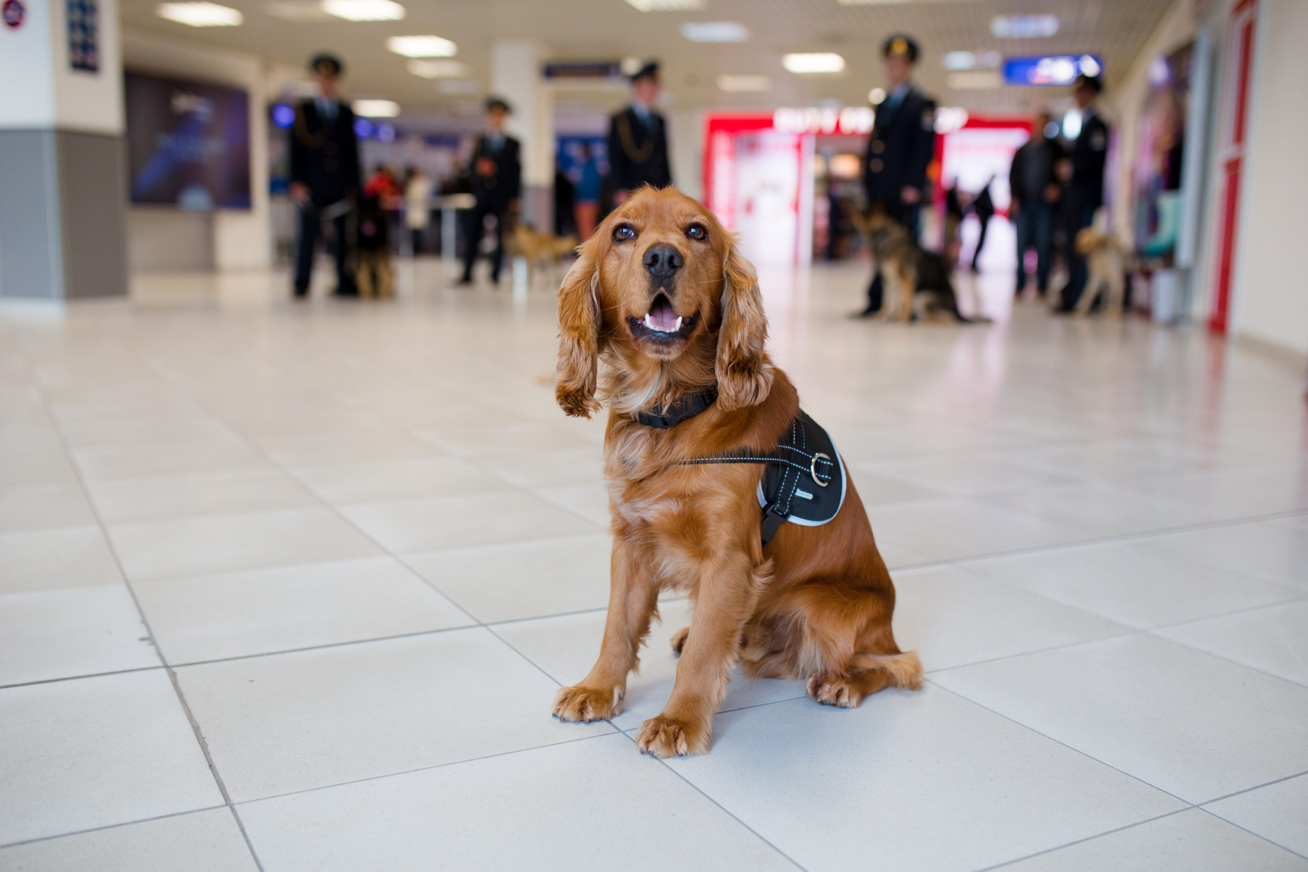 Airport service dog - Link to DogDetectives case study