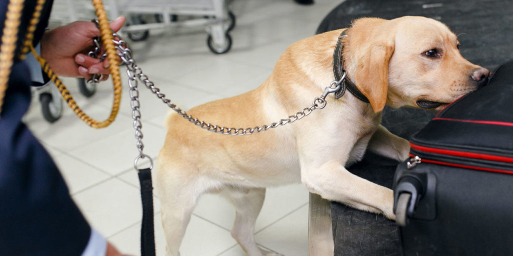 Dog Detectives - Airport search dog